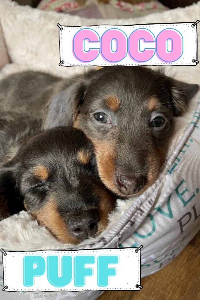 CoCo & Puff Doxie Pups
